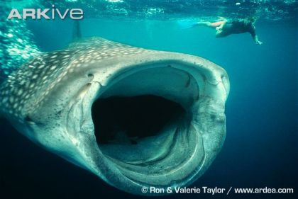 large-Whale-shark-feeding