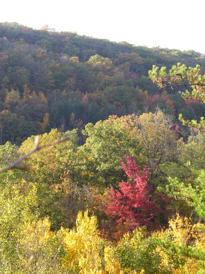 The tree tops of north East Pa. The colors are coming in.